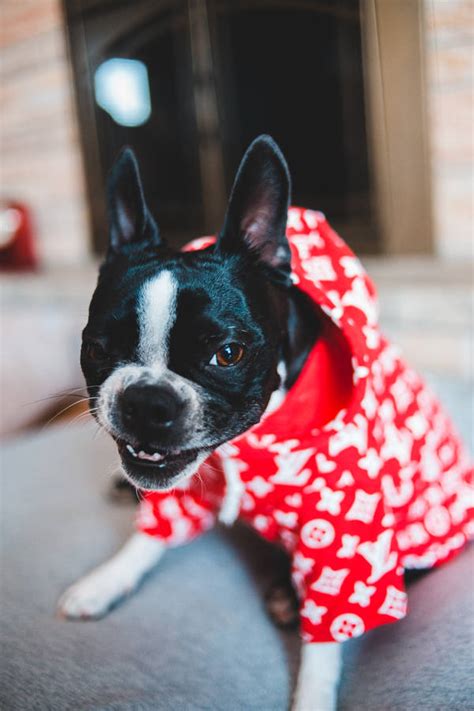 louis vuitton bulldog|Louis Vuitton french bulldog shirt.